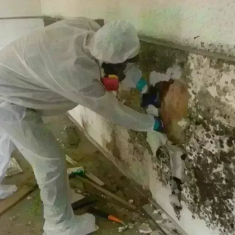 Mold Remediation and Removal in Coleraine, MN